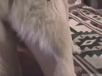 Furry dog anal sex on the bed